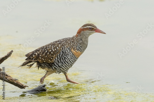 Buff Banded Rail in Australasia