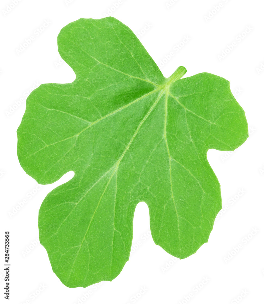 Fototapeta premium Melon leaf isolated on a white. Detailed retouch.