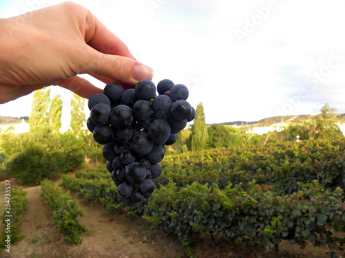 a branch of black grapes in hand