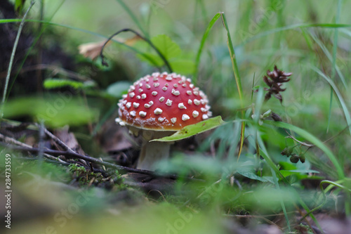 young fly agaric in the grass