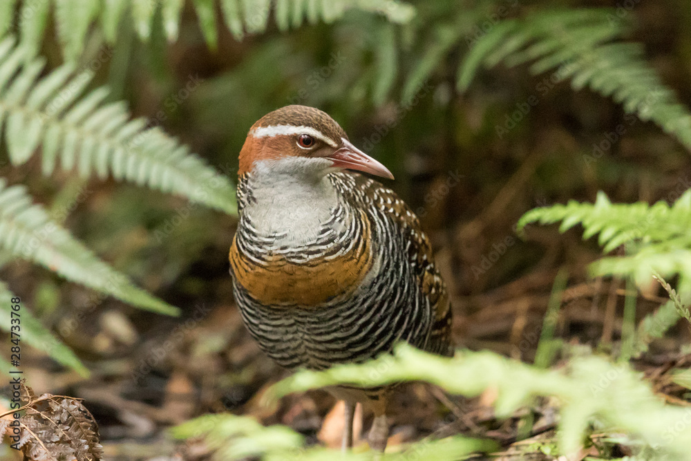 Fototapeta premium Buff Banded Rail in Australasia