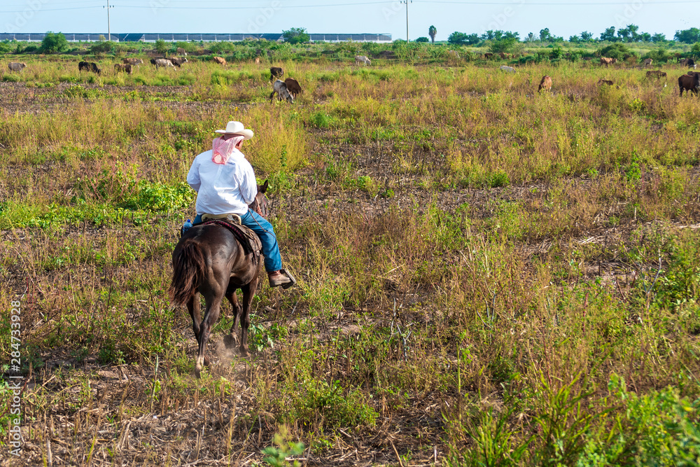 Vaquero montando caballo cuidando su ganado