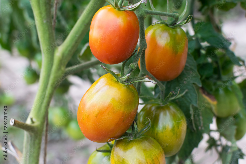 red-orange tomatoes grow on a green bush in the garden, they are tasty and healthy