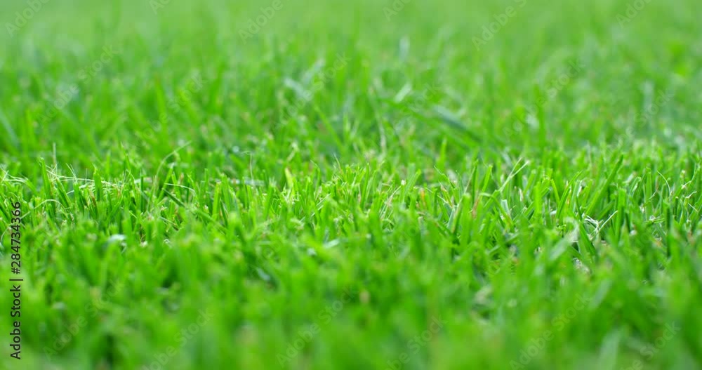 custom made wallpaper toronto digitalCutting the grass with the lawn mower, low angle view. Shot on 6K RED camera.
