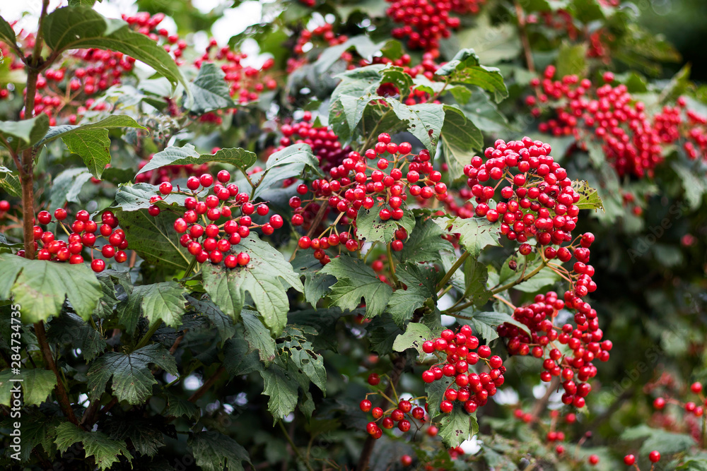 Red berries of viburnum on a bush in forest. Branch of red Viburnum in the garden. Viburnum berries and leaves of viburnum in summer outdoors. Red berries of viburnum on a bush in forest. Branch of red Viburnum in the garden. Viburnum berries and leaves of viburnum in summer outdoors.