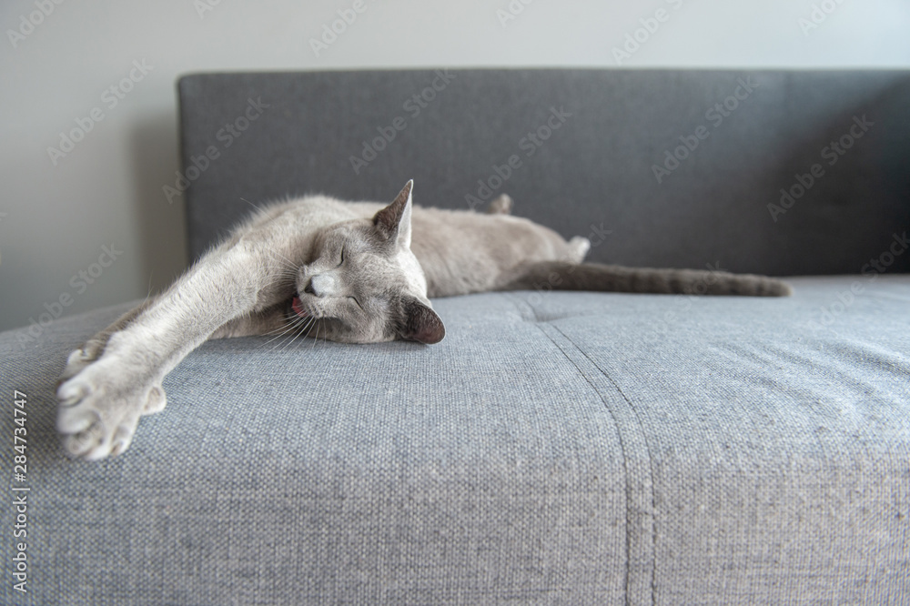 Lovely kitten sleeping on bed.