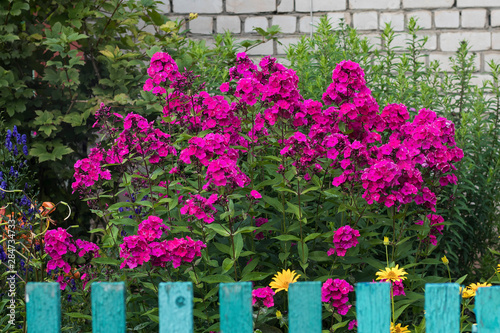 Purple phlox in front garden behind a fence in a Russian village