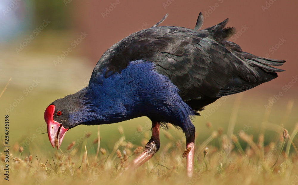 Pukeko Purple Swamphen in Australasia Pukeko Purple Swamphen in Australasia