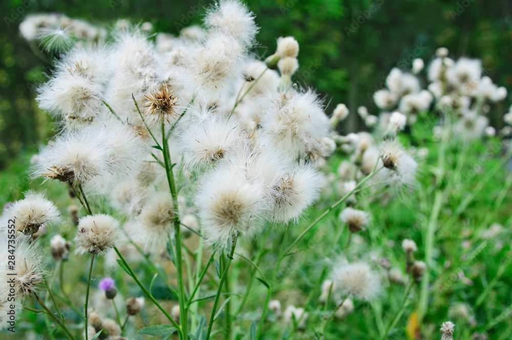 Flowering grass Carduus. Summer outdoors.Summer outdoors. Close-up. Flowering grass Carduus. Summer outdoors.Summer outdoors. Close-up.