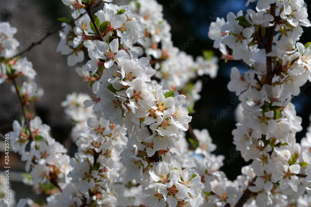 Fragrant flowers of nanking cherry. Blooming shrub in spring garden. Fragrant flowers of nanking cherry. Blooming shrub in spring garden.