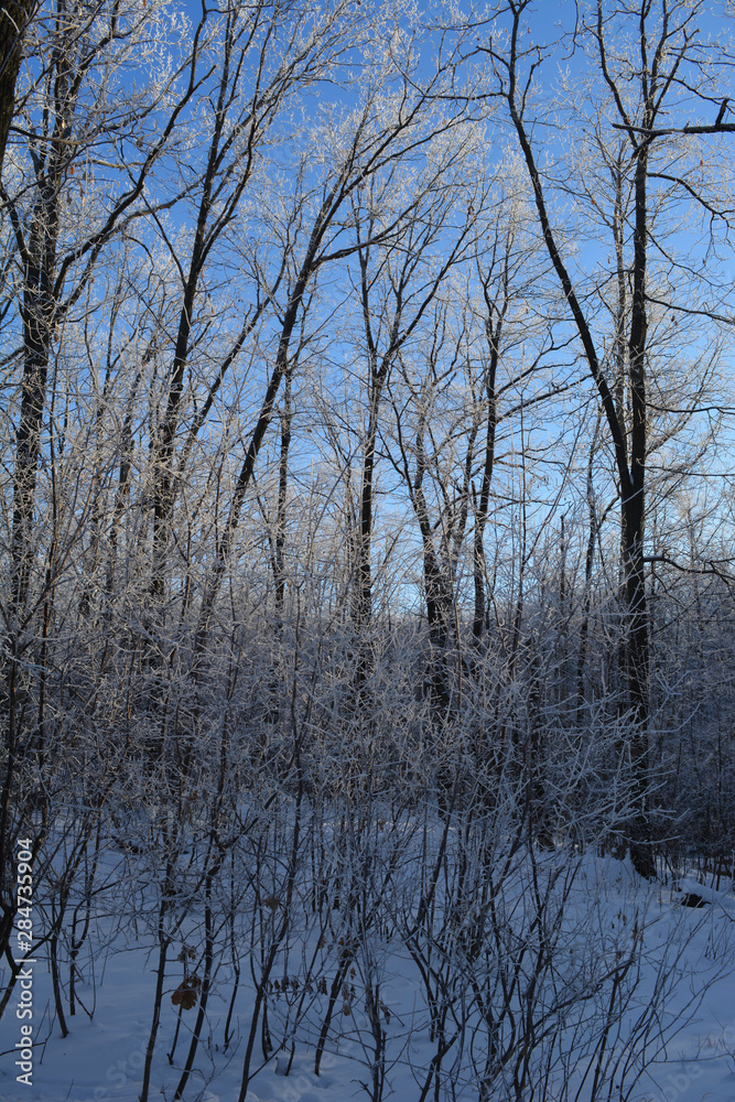 Fairy winter forest. Trees are covered with hoarfrost. Fairy winter forest. Trees are covered with hoarfrost.