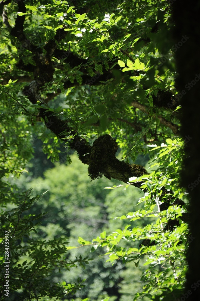 A lump of moss on a branch, similar to a sitting owl among green branches of a tree A lump of moss on a branch, similar to a sitting owl among green branches of a tree