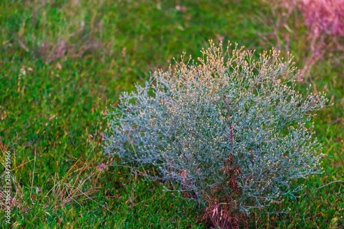 Green summer grass with bushes of dried weeds on the steppe photo