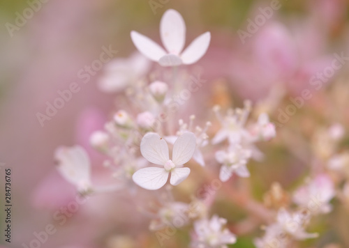 photo close-up of a hydrangea flower on a pink blurred background