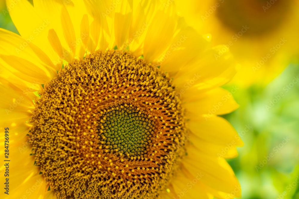Detail of a large sunflower where you can see the entire internal part Detail of a large sunflower where you can see the entire internal part