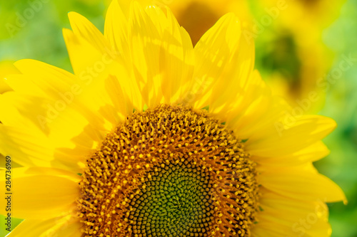 Detail of a large sunflower where you can see the entire internal part in a field in Spain