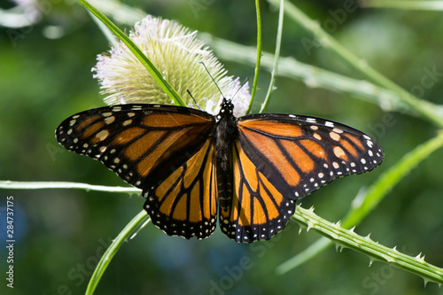 Butterfly 2019-91 / Monarch butterfly (Danaus plexippus) © mramsdell1967