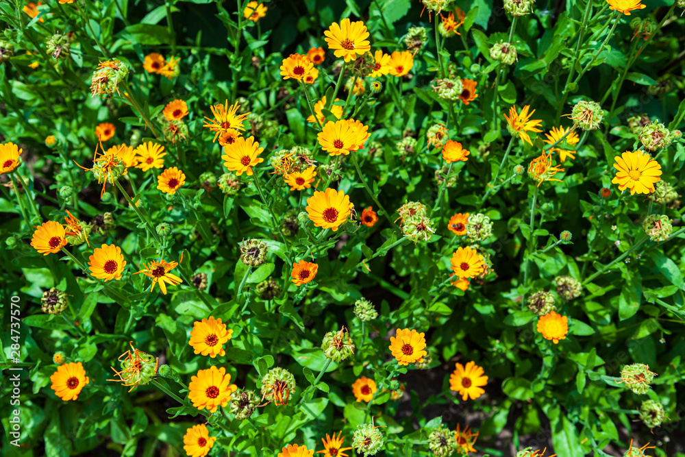 Beautiful yellow flowers of Pot Marigold (Calendula officinalis) blossoming on flower bed in garden. Field with a medicinal orange calendula flowers.