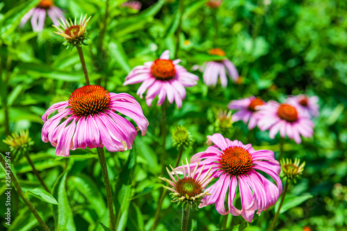 Echinacea purpurea flowers bloomed in the garden on a flower bed. Perennial medicinal flowering plant North American Daisy with pinkish-purple flowers. Home garden Purple Coneflower summer plant.