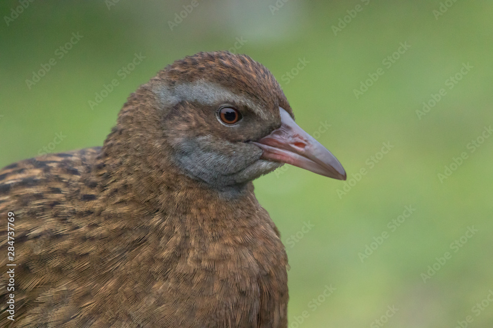 Fototapeta premium Weka New Zealand Endemic Rail