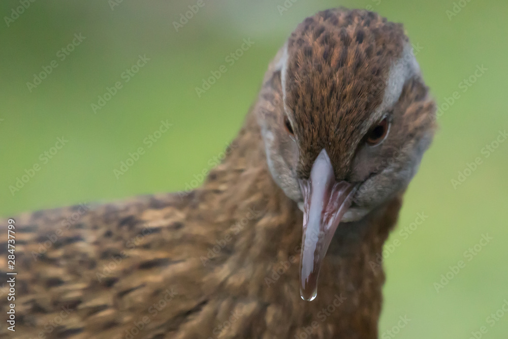 Weka New Zealand Endemic Rail Weka New Zealand Endemic Rail
