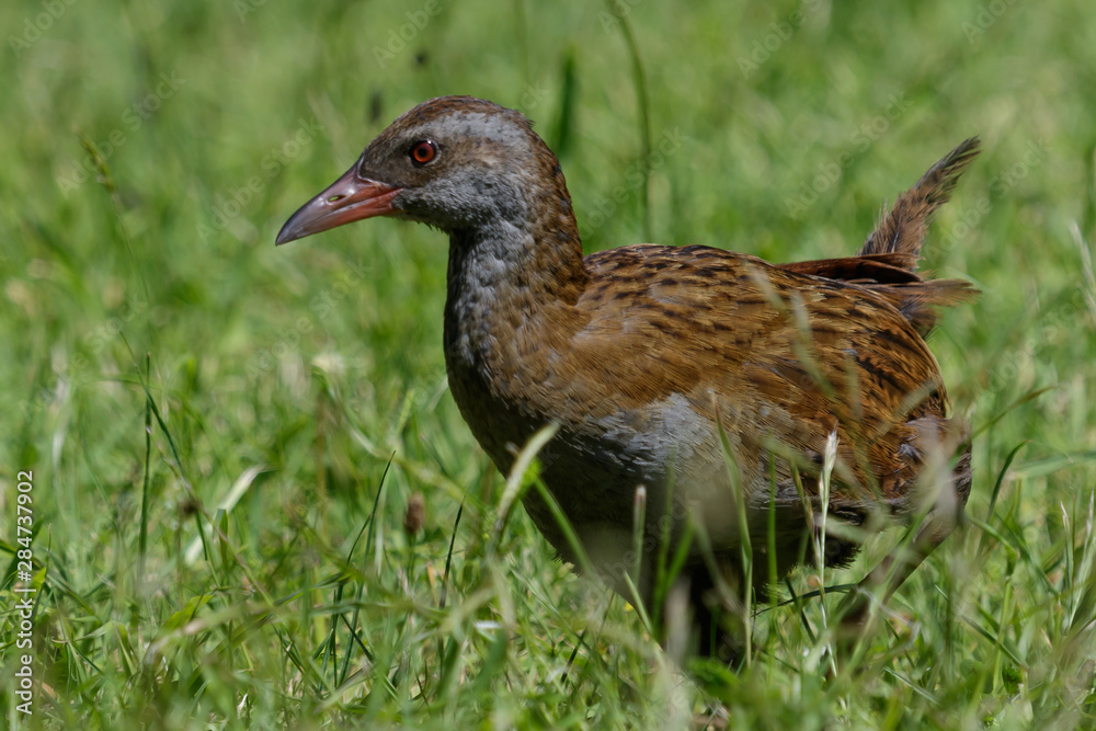 Weka New Zealand Endemic Rail Weka New Zealand Endemic Rail