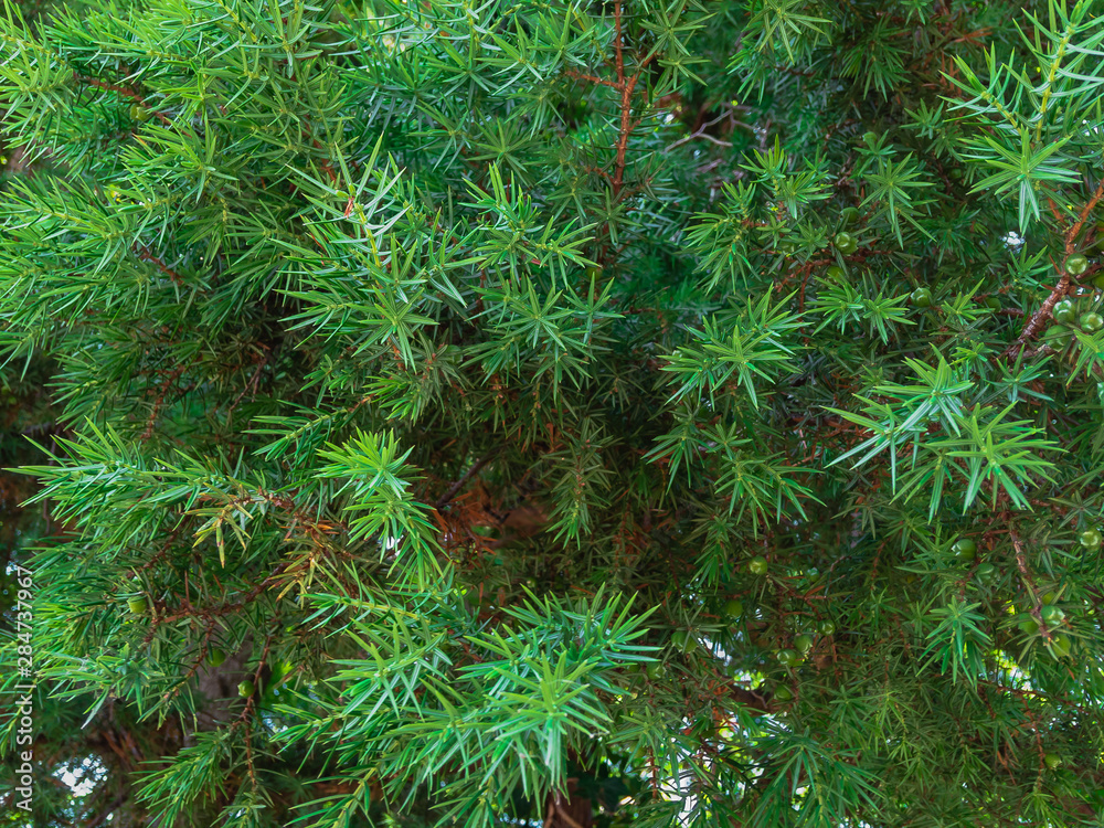 Evergreen conifer and yew shrub (lat. Taxus) in summer on a sunny day. Background image.
