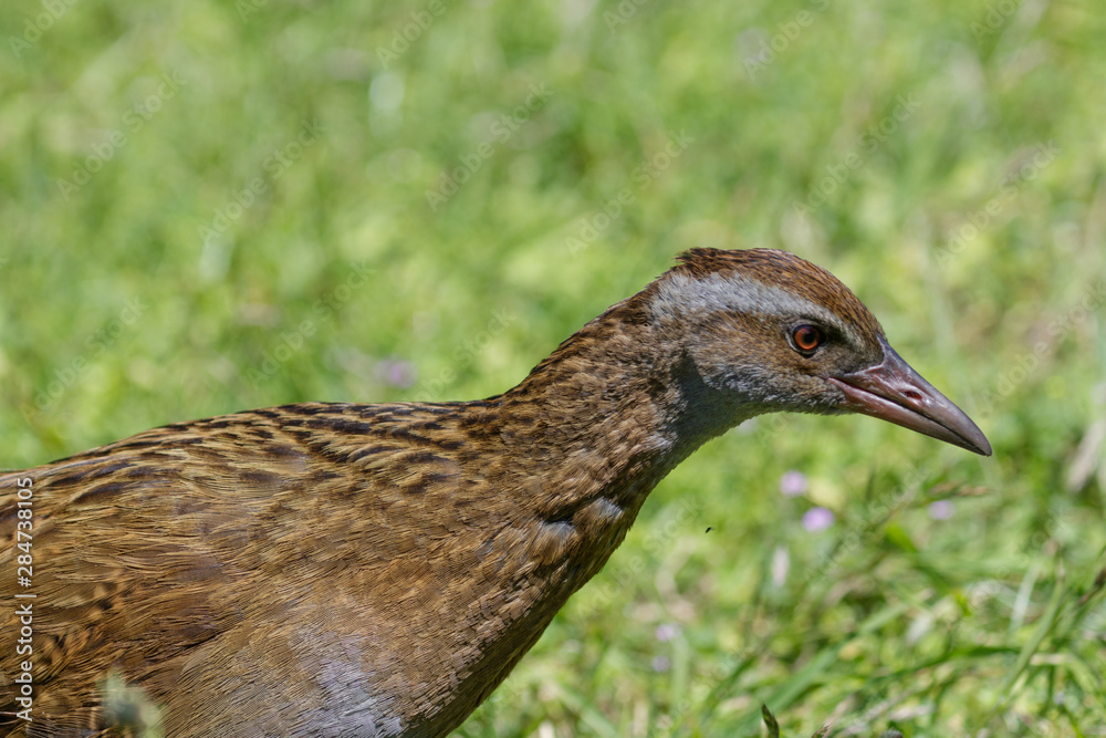 Fototapeta premium Weka New Zealand Endemic Rail