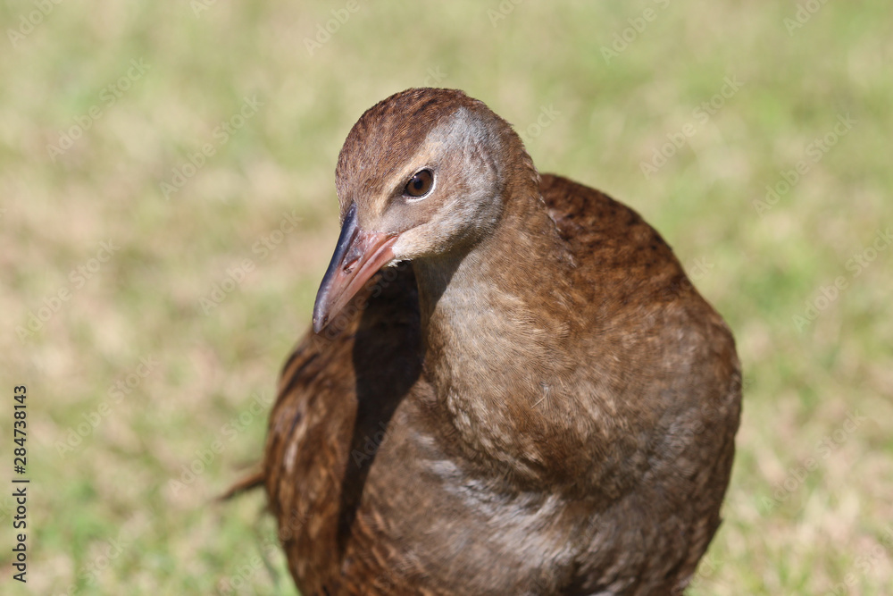 Obraz premium Weka New Zealand Endemic Rail