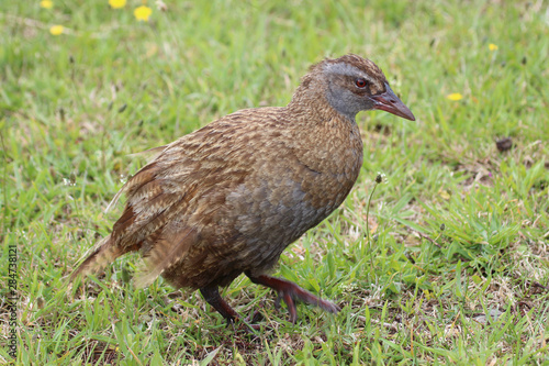 Weka New Zealand Endemic Rail