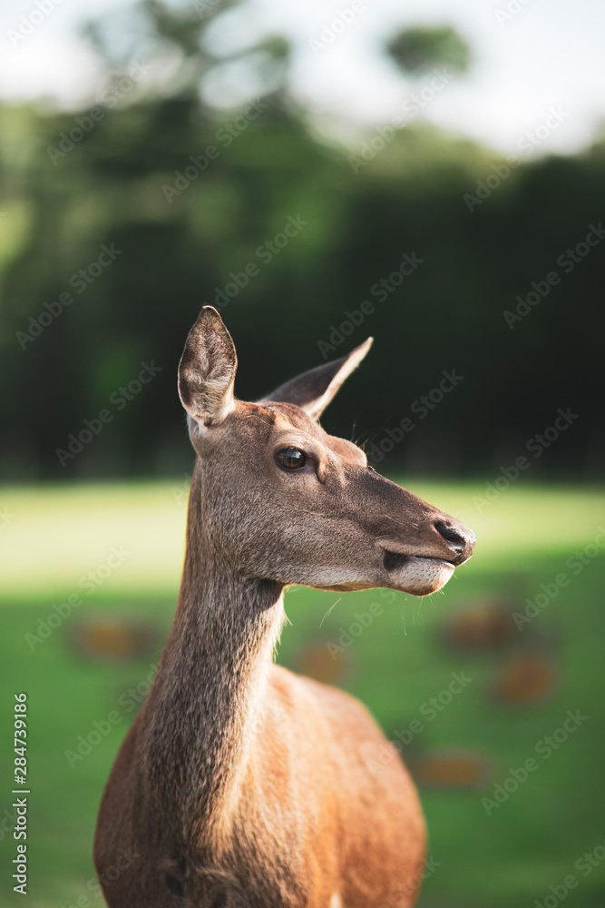 Obraz premium portrait of a doe eating looking to the right