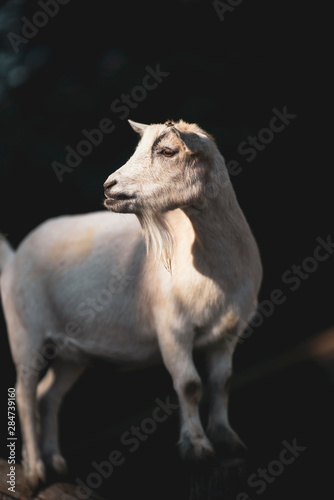 close up of a white goat