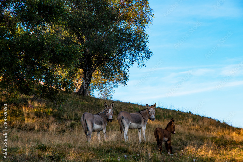 Three grazing donkeys Three grazing donkeys