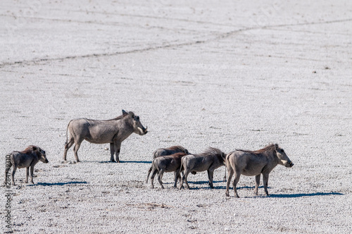 Closeup of a Common Warthog - Phacochoerus africanus- family walking on a saltpans of Etosha National Park.