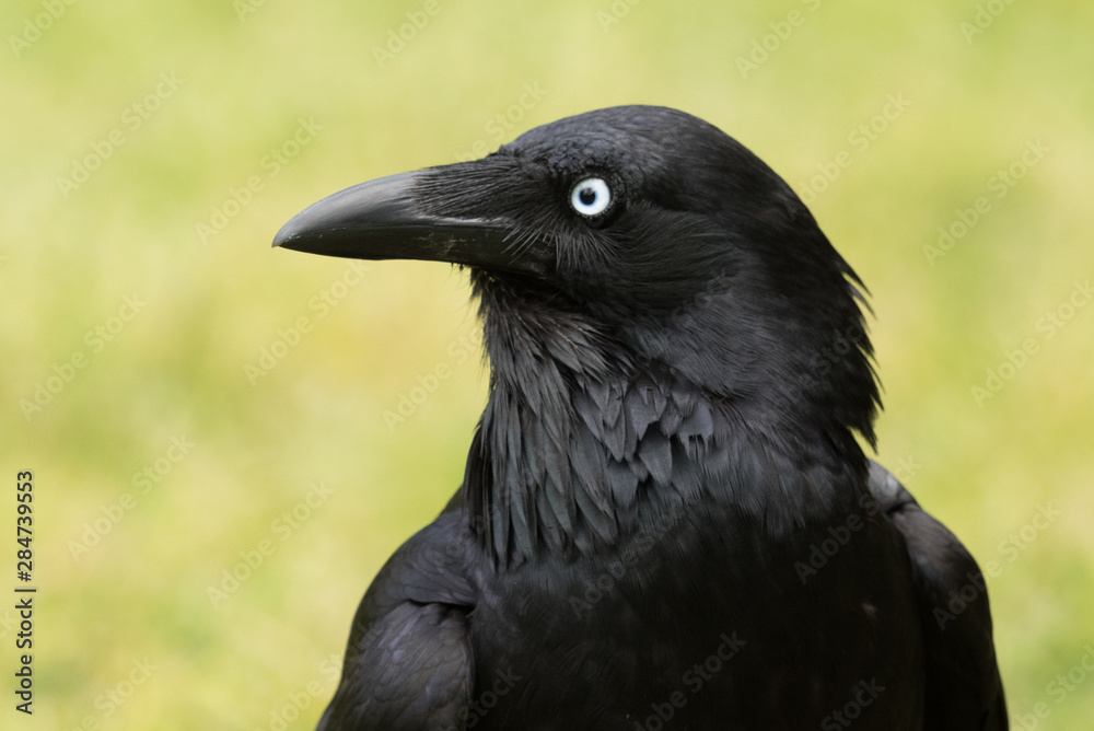 Australian Raven Australian Raven