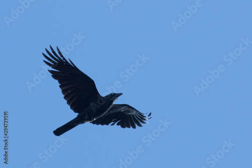 Australian Raven © Imogen