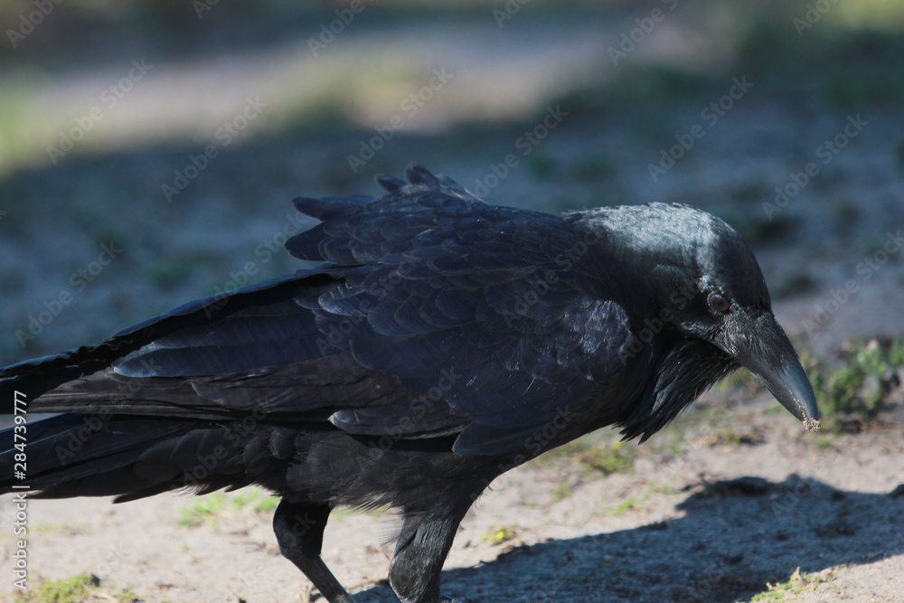 Fototapeta premium Australian Raven