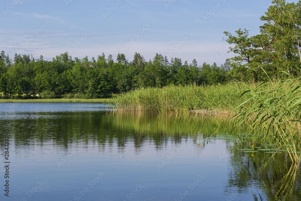 Beautiful view of dark blue lake water with water lilies and green sedge on sunset. Gorgeous nature landscape background.