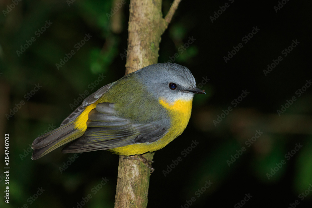 Fototapeta premium Eastern Yellow Robin in Australia