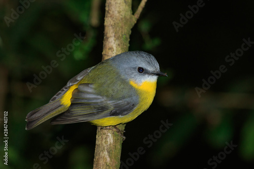 Eastern Yellow Robin in Australia © Imogen