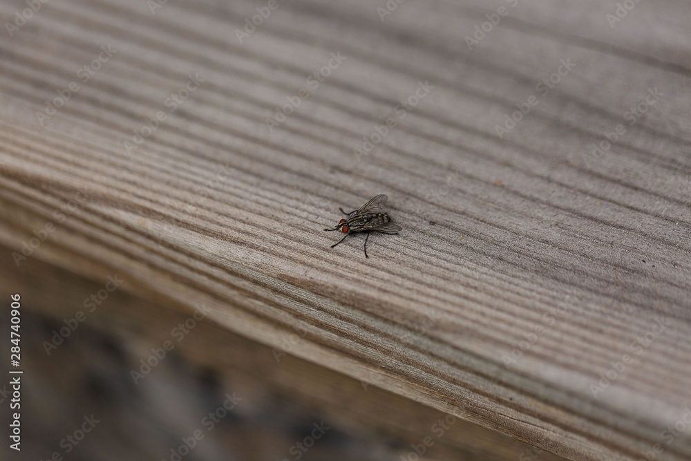Close up macro view of fly insect isolated on wooden background. Nature backgrounds. Close up macro view of fly insect isolated on wooden background. Nature backgrounds.