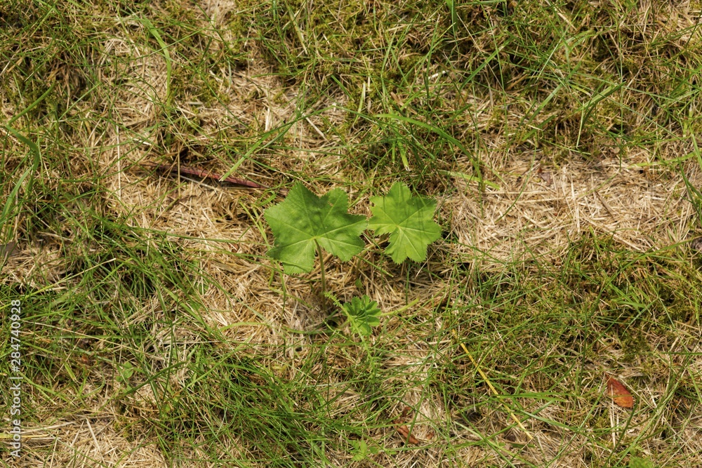 Close up macro view of young green plant between grass. Beautiful nature backgrounds. Close up macro view of young green plant between grass. Beautiful nature backgrounds.