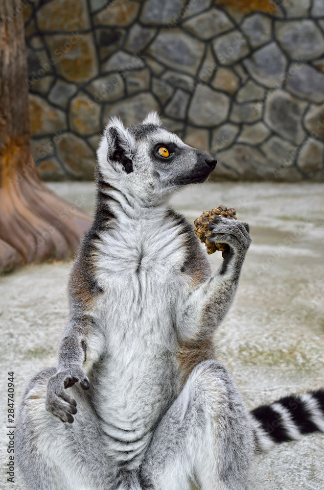 Fototapeta premium Ring-tailed lemur in a zoo close up