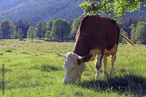 Ein Simmentaler Rind mit Hörnern in den Bergen von Bayern photo