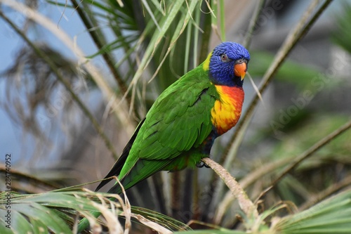 The Rainbow Lorikeet (Trichoglossus Moluccanus) is a species of parrot in the family Psittaculidae.