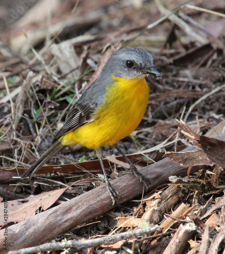 Eastern Yellow Robin in Australia © Imogen