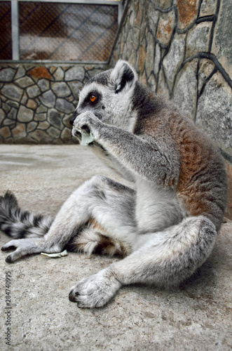 Ring-tailed lemur in a zoo close up