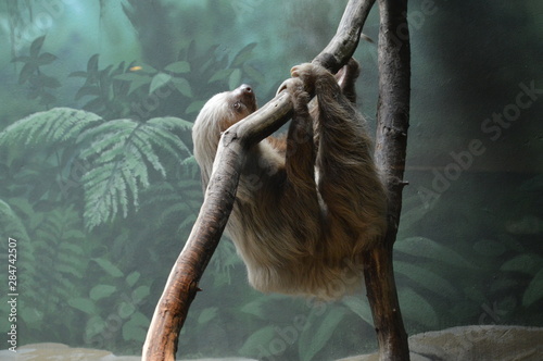 Fényképezés A sloth hanging on a branch
