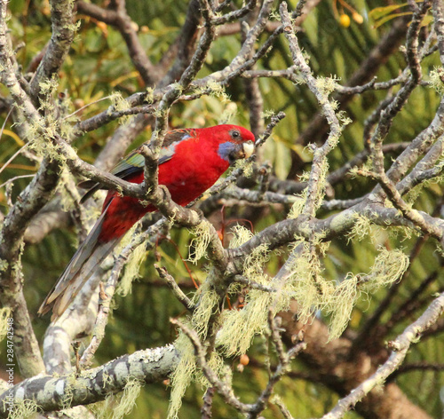 Crimson Rosella in Australia © Imogen