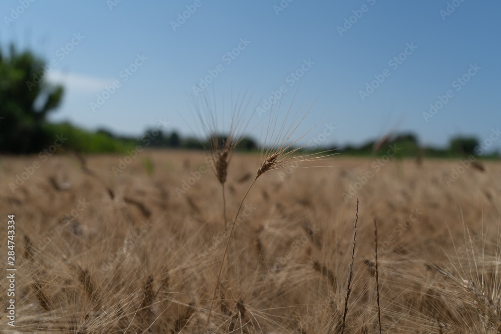 Obraz premium SUMMERTIME